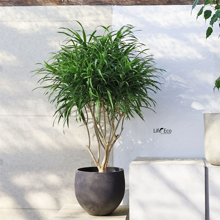 観葉植物【数量限定】ドラセナ・リフレクサ（レフレクサ / アングス