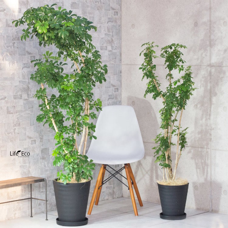 植木鉢 樹脂製ポット セラアート ラウンド 長鉢 ブラック（黒）φ28.5cm 受皿付【2個入】【送料C】