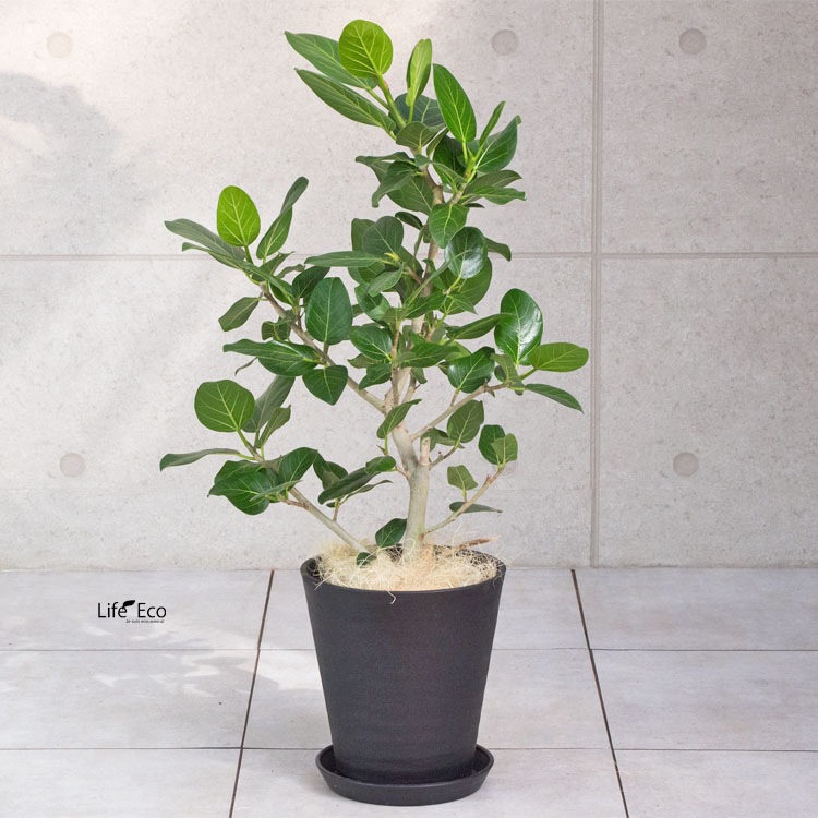 植木鉢 樹脂製ポット セラアート ラウンド 長鉢 ブラック（黒）φ28.5cm 受皿付【2個入】【送料C】
