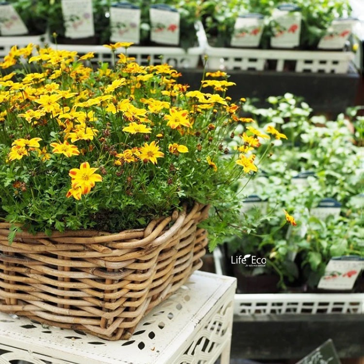 植木鉢カバー【直植可能】 籐カゴ ラタンバスケット モンデリック レクタングルプランター L60cm×W21cm×H20cm（20号）【送料E】
