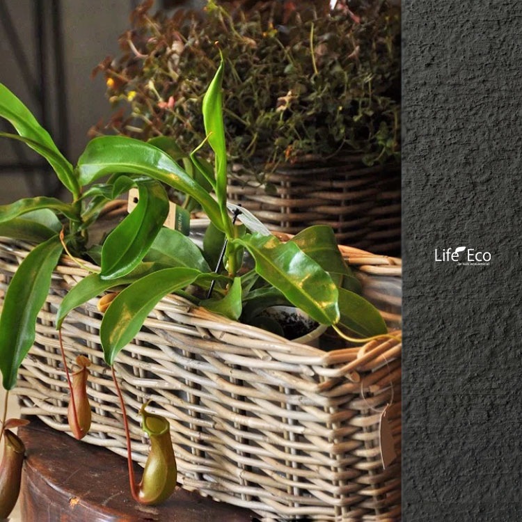 植木鉢カバー【直植可能】 籐カゴ ラタンバスケット モンデリック レクタングルプランター L60cm×W21cm×H20cm（20号）【送料E】
