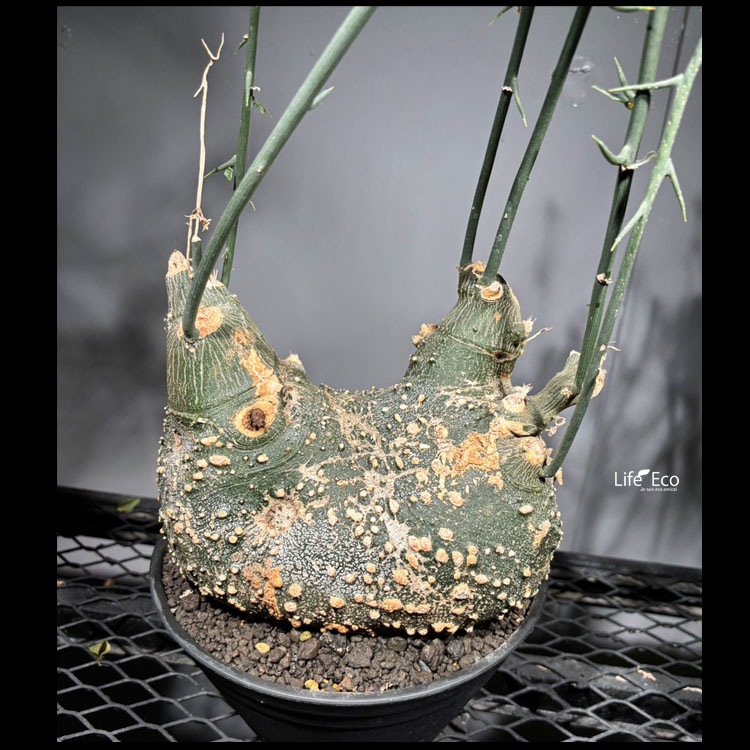 塊根植物【一点物】アデニア・グロボーサ / 幹幅約20cm×高さ約80cm【送料