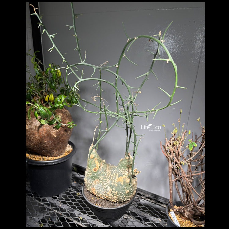 塊根植物【一点物】アデニア・グロボーサ / 幹幅約20cm×高さ約80cm【送料