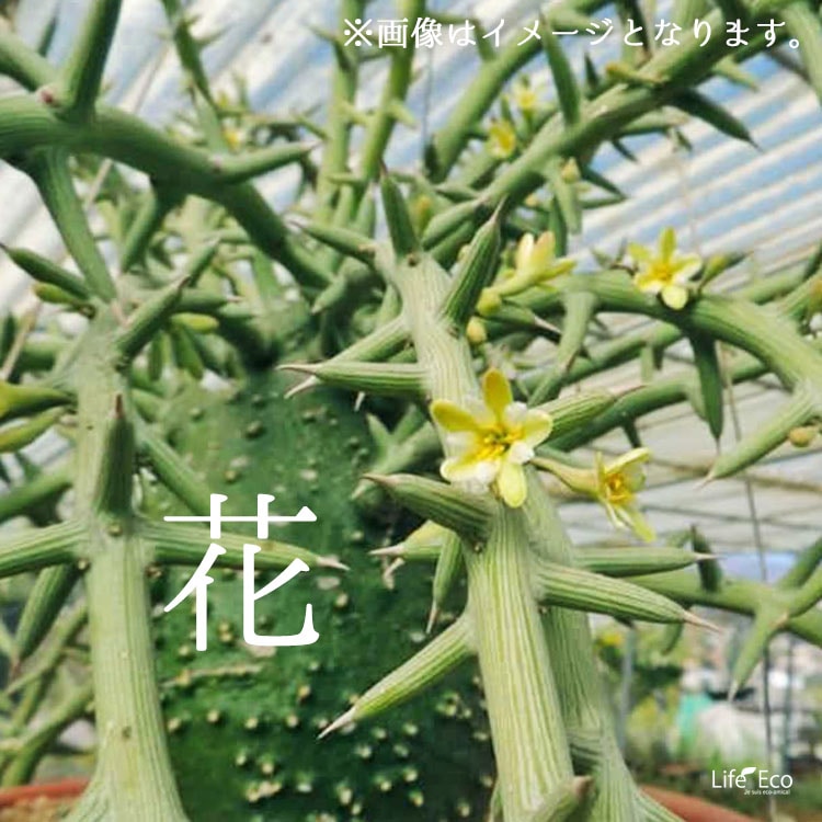 塊根植物【一点物】アデニア・グロボーサ / 幹幅約20cm×高さ約80cm【送料