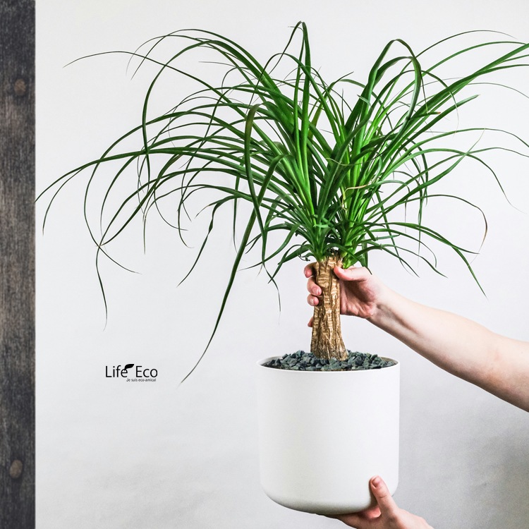 鉢土に載せるマルチングストーン（カラーストーン・化粧石）ディープ