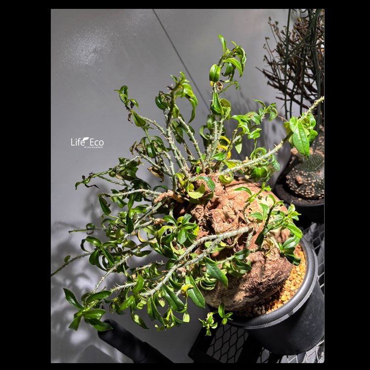 塊根植物【一点物】パキポディウム・ビスピノーサム / 幹幅約23cm×高さ