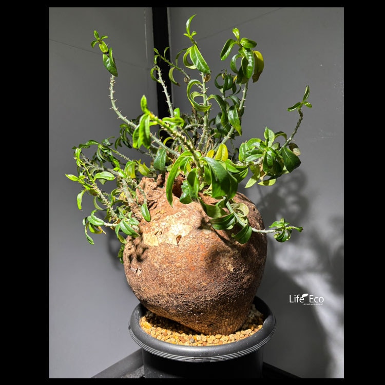 塊根植物【一点物】パキポディウム・ビスピノーサム / 幹幅約23cm×高さ