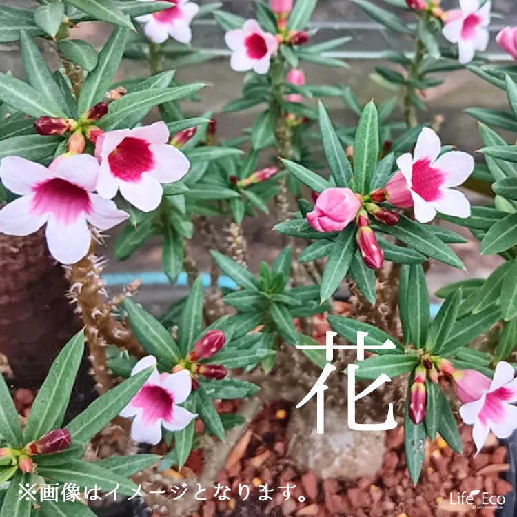 パキポディウム　ビスピノーサム　塊根植物　パキプス　現地球 塊根植物【一点物】パキポディウム・ビスピノーサム / 幹幅約23cm×高さ