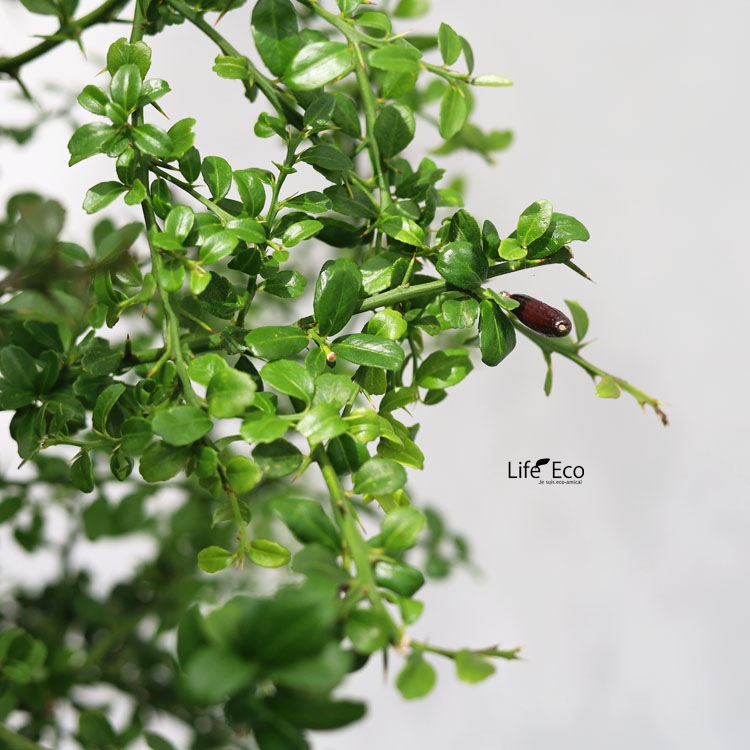 庭木・植木 デザートライム（シトラスキャビア） / 5寸・約H75～95cm