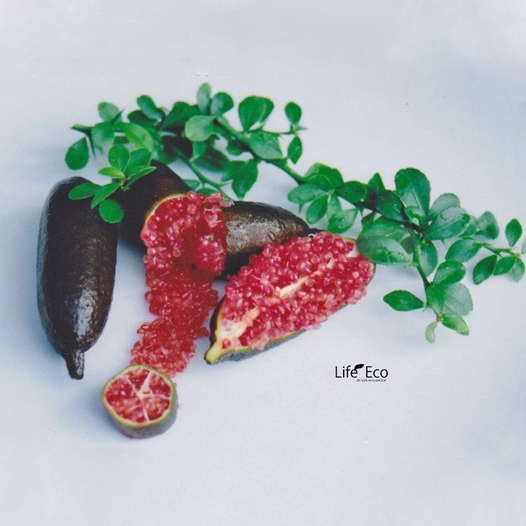 庭木・植木 フィンガーライム・ジャリーレッド / 8寸・W60cm×H70～100cm【送料F】