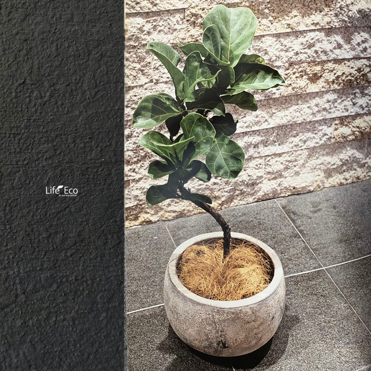 植木鉢 テラコッタ製 アンティーク調 フリット バルーン ラウンド アンティーククリーム（ベージュ） 23cm（8号）【送料E】
