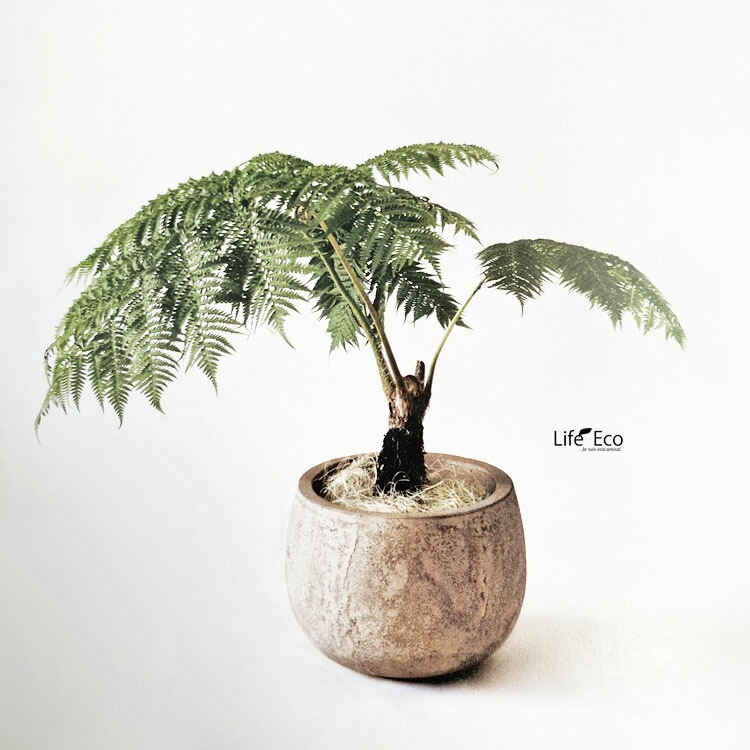 植木鉢 テラコッタ製 アンティーク調 フリット バルーン ラウンド アンティーククリーム（ベージュ） 23cm（8号）【送料E】