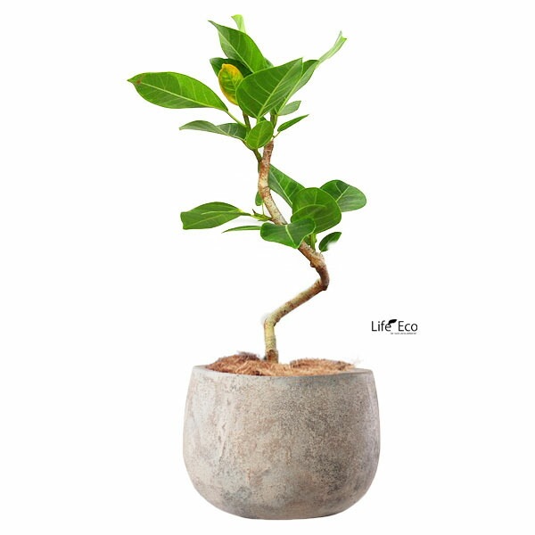 植木鉢 テラコッタ製 アンティーク調 フリット バルーン ラウンド アンティーククリーム（ベージュ） 23cm（8号）【送料E】