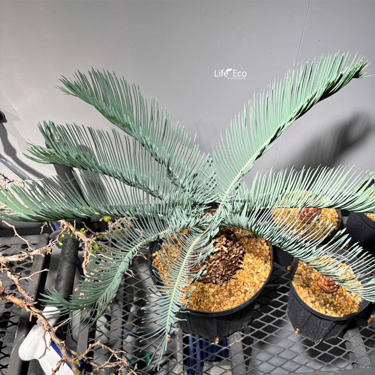 観葉植物【一点物】サイカス・カイルンシアナ / W約50cm×H70cm【送料無料】