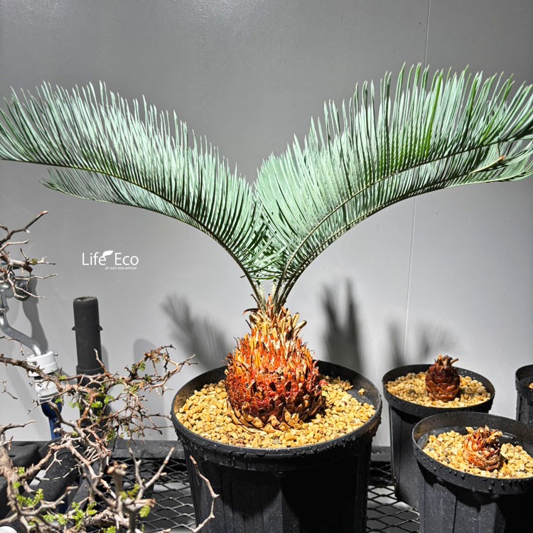 観葉植物【一点物】サイカス・カイルンシアナ / W約50cm×H70cm【送料無料】