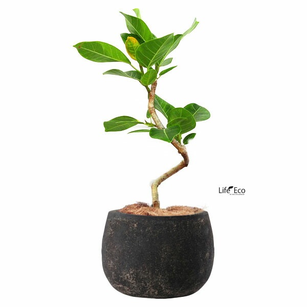 植木鉢 テラコッタ製 アンティーク調 フリット バルーン ラウンド アンティークブラック（黒） 32cm（11号）【送料E】