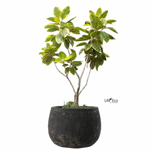 植木鉢 テラコッタ製 アンティーク調 フリット バルーン ラウンド アンティークブラック（黒） 32cm（11号）【送料E】