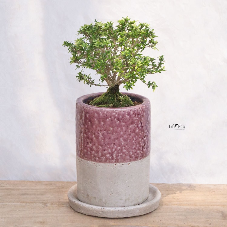 植木鉢 釉薬陶器製 インテリアポット シリンダー パープル（4号