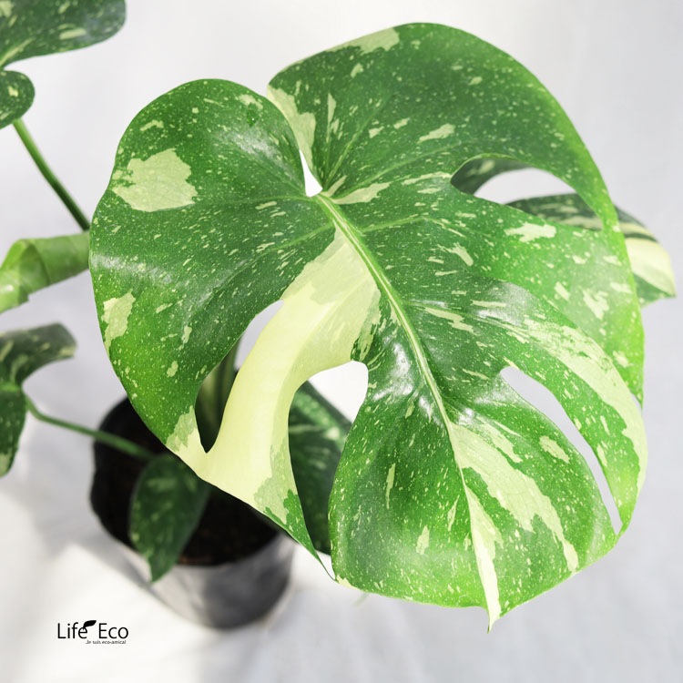 観葉植物 モンステラ・デリシオーサ・タイコンステレーション（斑入り