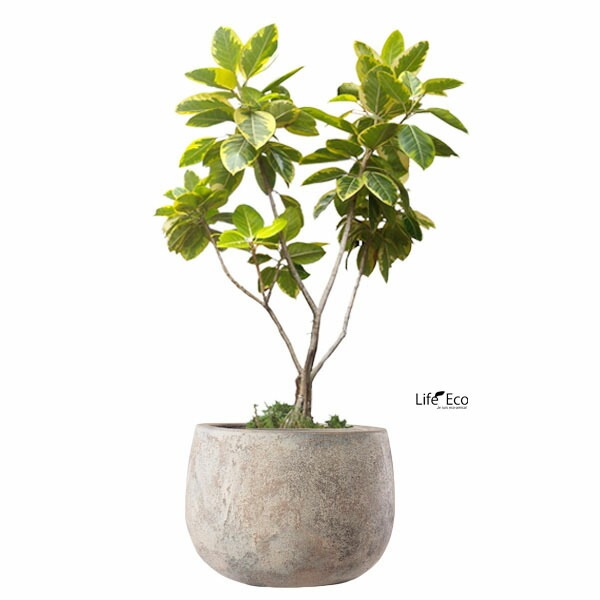 植木鉢 テラコッタ製 アンティーク調 フリット バルーン ラウンド アンティーククリーム（ベージュ） 32cm（11号）【送料E】