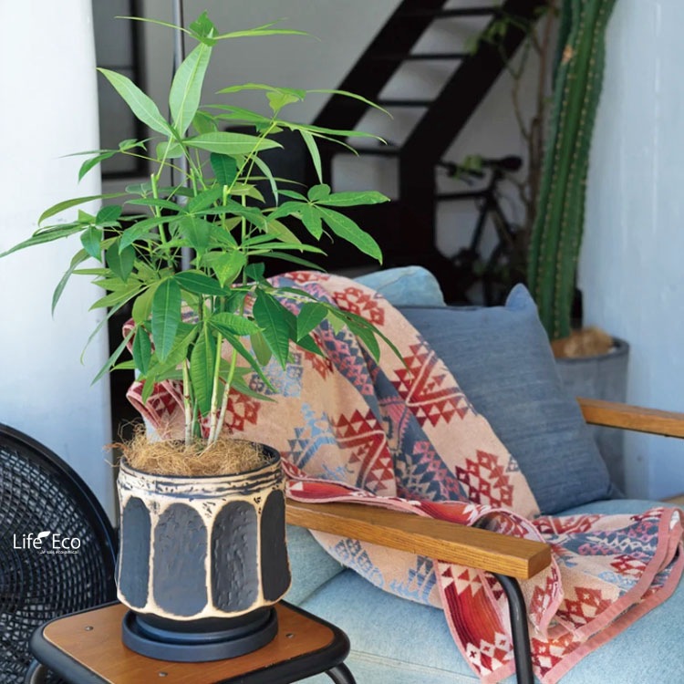 植木鉢 インテリアポット 釉薬陶器製 コモン ブラック（黒） φ18cm×H18.5cm（6号）【4個入】【送料E】