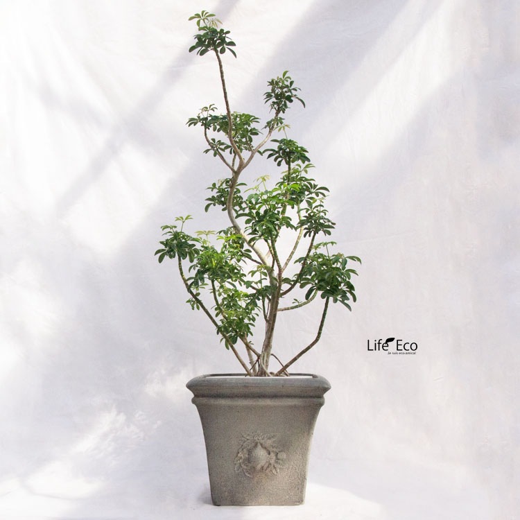 植木鉢 テラコッタ製 アンティーク調 素焼き鉢 リモーネ スクエアー アンティークグレー（灰） / □36cm×H32.5cm（12号）【送料F】