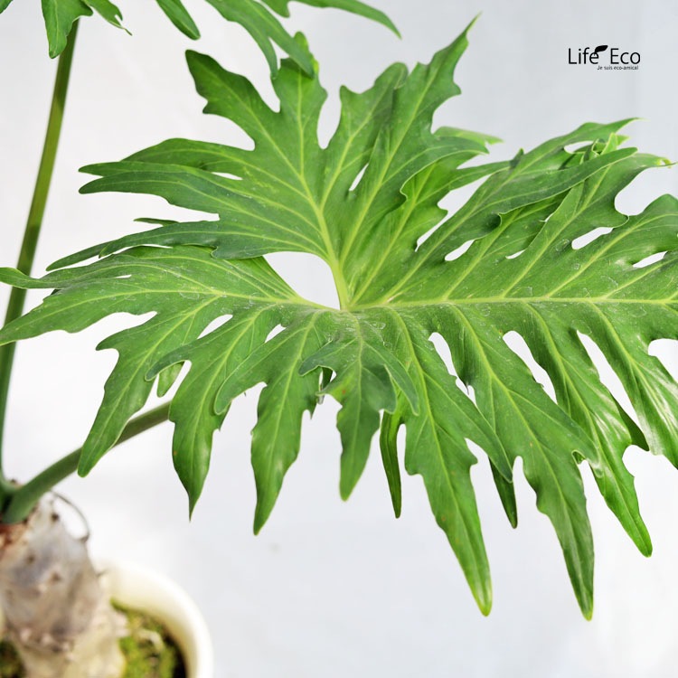 フィロデンドロン・セローム 中型 植物 Amazon｜フィロデンドロン：セローム（根上がり） 4号[生命力ある根と