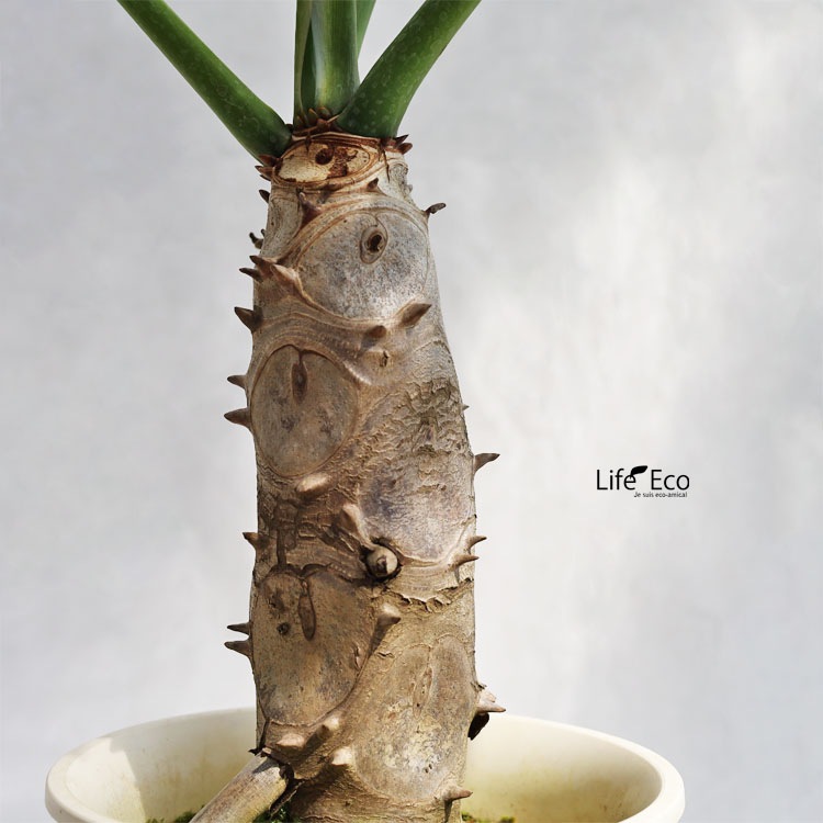 観葉植物 フィロデンドロン・セローム / 6寸・約W70cm×H75cm 【送料E】