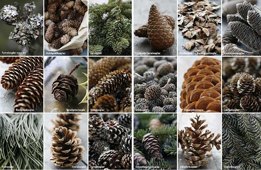Margit Engen ｸﾘｽﾏｽの喜びと天国のｻｳﾝﾄﾞJulefryd og englelyd【送料L】