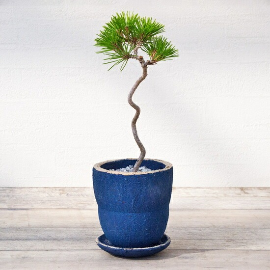 植木鉢 釉薬陶器製 インテリアポット ラウンド ブルー 青 S φ11.5cm×H13cm（4号）【3個入】【送料B】