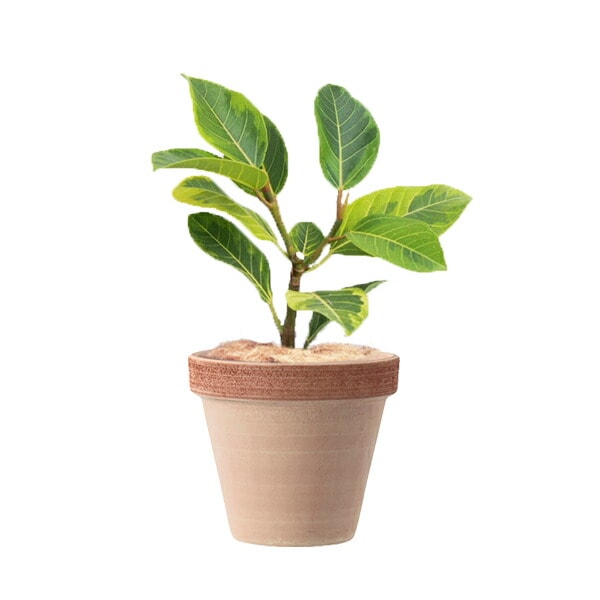 植木鉢 イタリア製 素焼き テラコッタ鉢 スタンダードポット スクラッチM 13cm（4号）【6個入】【送料E】