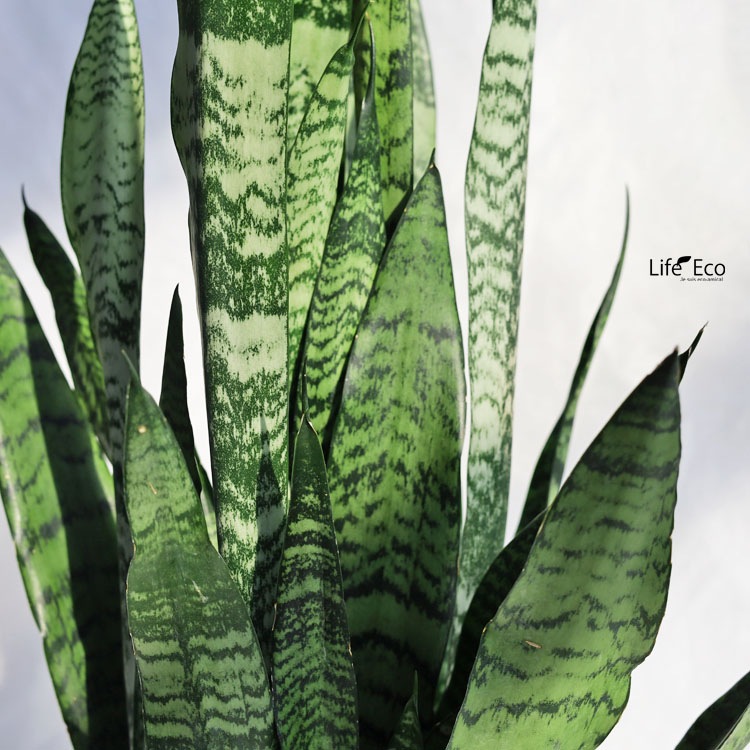 観葉植物 サンスベリア・ゼラニカ / 6寸・約W35cm×H85cm