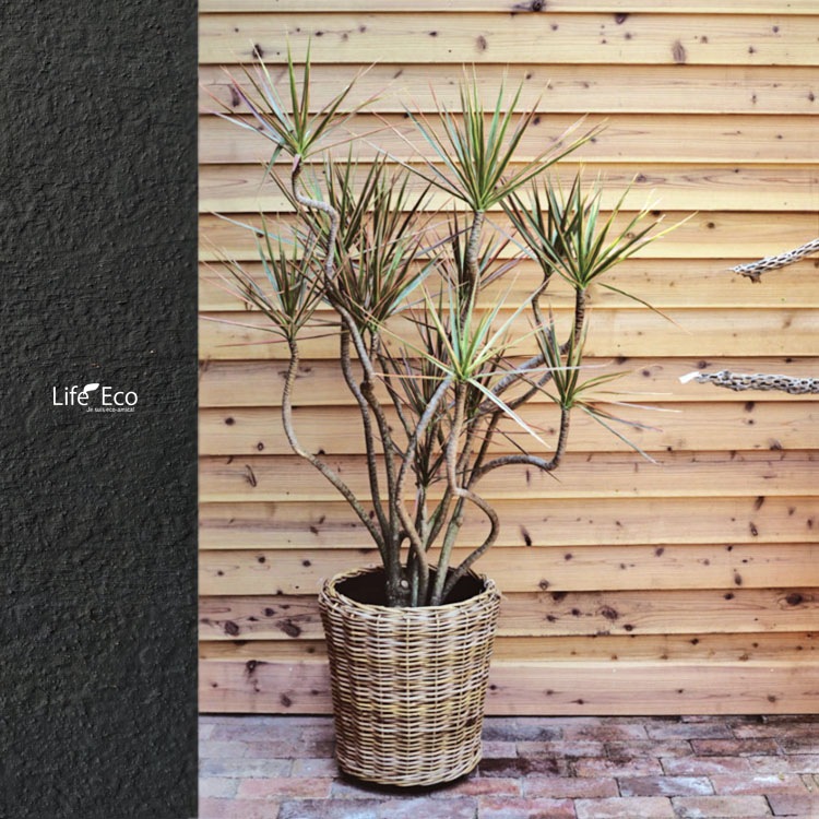 植木鉢カバー 籐カゴ ラタンバスケット モンデリック ラタン φ37cm×H36cm（12号）【送料E】