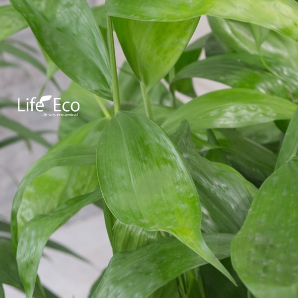 観葉植物 大型 高性チャメドレア / 8寸・約W100×H150cm【送料I】