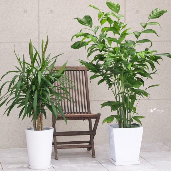 観葉植物 大型 高性チャメドレア / 8寸・約W100×H150cm【送料I】
