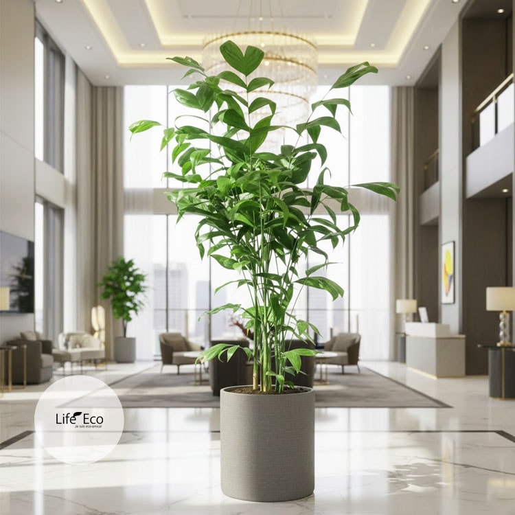 観葉植物 大型 高性チャメドレア / 8寸・約W100×H150cm【送料I】