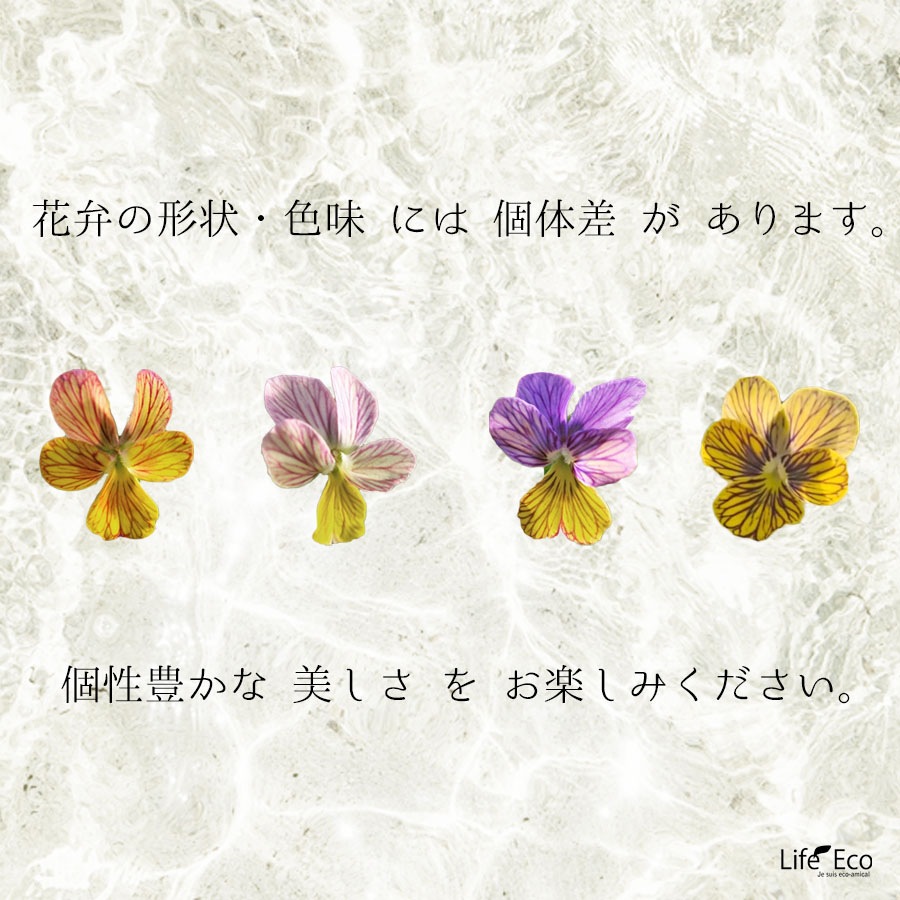 【予約受付】花苗 ビオラ（A-STORY VIOLA）みつばちの羽音 ブルービー（青） / 4寸ポット【6株セット】【送料F】