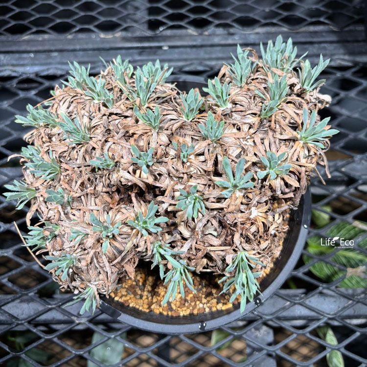 塊根植物【一点物】オトンナ・レトロルサ / 幹幅約18cm×高さ約18cm【送料無料】