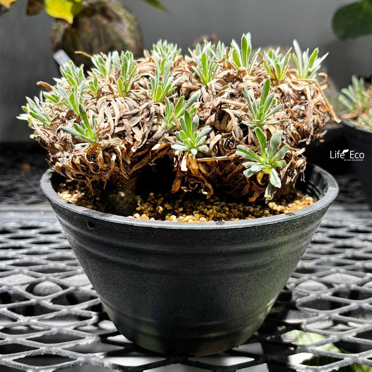 塊根植物【一点物】オトンナ・レトロルサ / 幹幅約18cm×高さ約18cm【送料無料】
