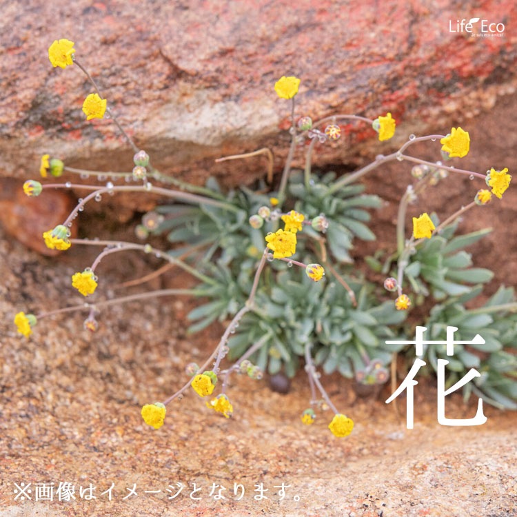 塊根植物【一点物】オトンナ・レトロルサ / 幹幅約18cm×高さ約18cm【送料無料】