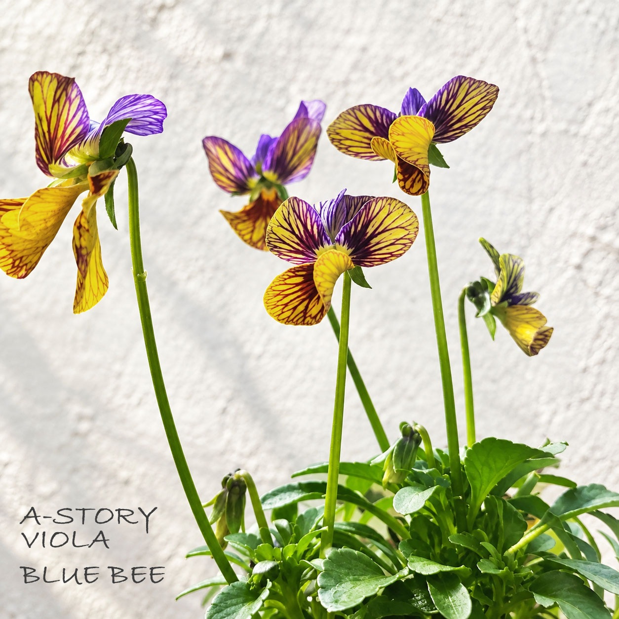 【予約受付】花苗 ビオラ（A-STORY VIOLA）みつばちの羽音 ブルービー（青） / 4寸ポット【6株セット】【送料F】