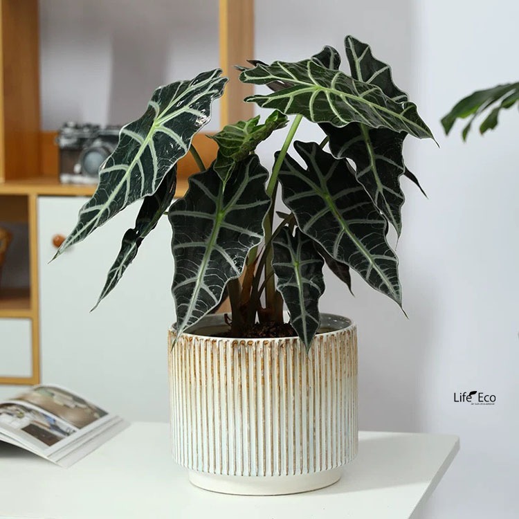 植木鉢 釉薬陶器製インテリアポット シエロ（CIELO） グラデーション（ホワイト・ブルー・ブラウン） φ16cm×H13cm（5号）【送料無料】