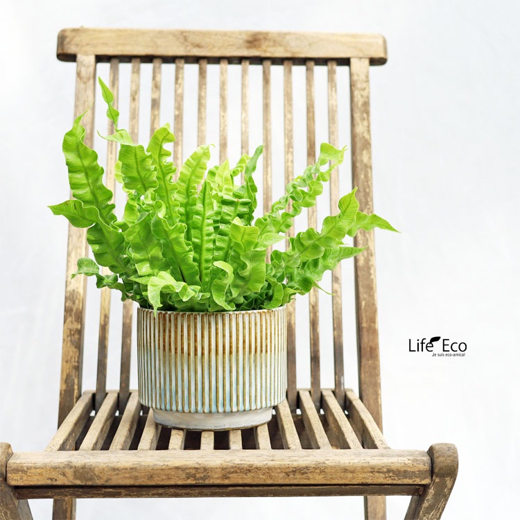 植木鉢 釉薬陶器製インテリアポット シエロ（CIELO） グラデーション（ホワイト・ブルー・ブラウン） φ16cm×H13cm（5号）【送料無料】