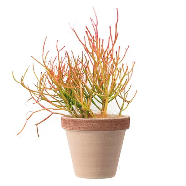 植木鉢 イタリア製 素焼き テラコッタ鉢 スタンダードポット テラコッタスクラッチM 23cm 【3個入】【送料E】