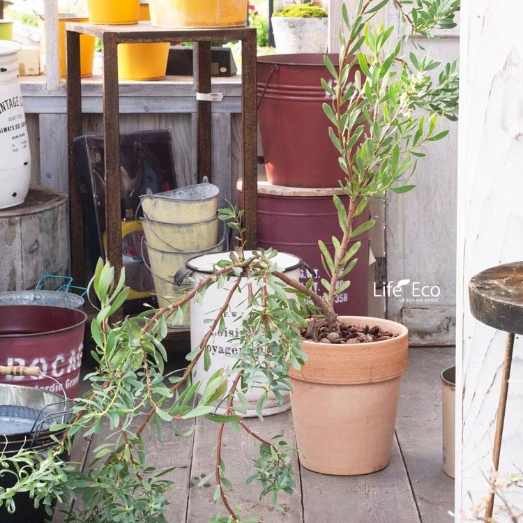 植木鉢 素焼き鉢 テラコッタ アルトポット スクラッチM 23cm（8号）【2