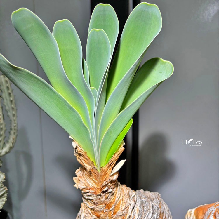 球根植物【一点物】ブーファン・ハエマンソイデス / 幹幅約30cm×高さ約50cm【送料無料】