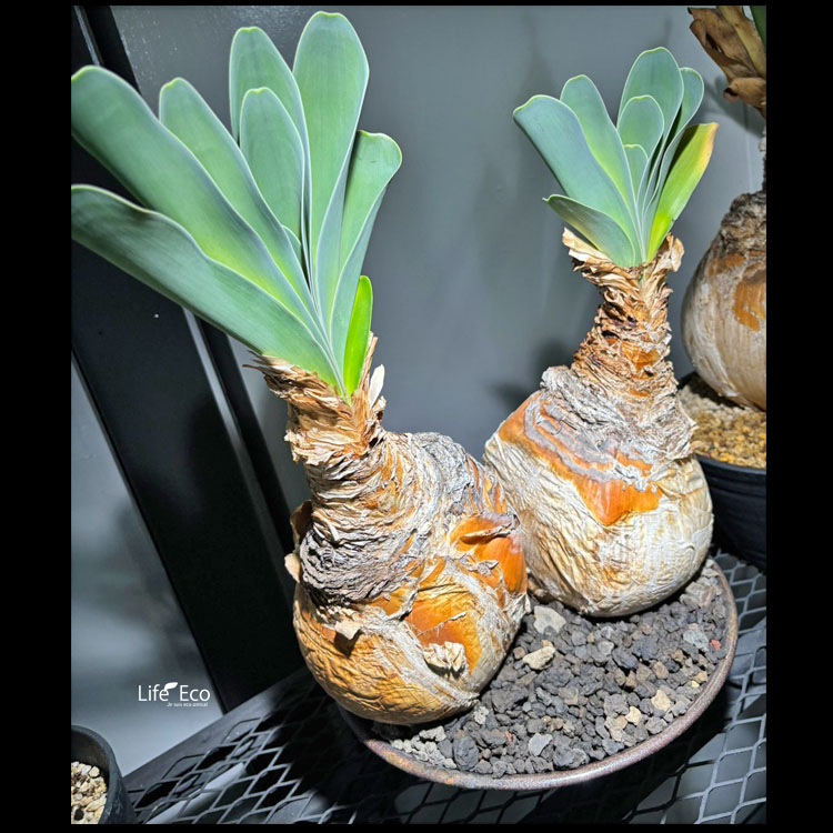 球根植物【一点物】ブーファン・ハエマンソイデス / 幹幅約30cm×高さ約50cm【送料無料】