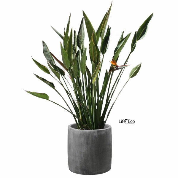 植木鉢 テラコッタ製（素焼き鉢） レイニー シリンダー ラウンド ダークグレー（灰）/ φ35cm×H35cm（12号）【送料E】