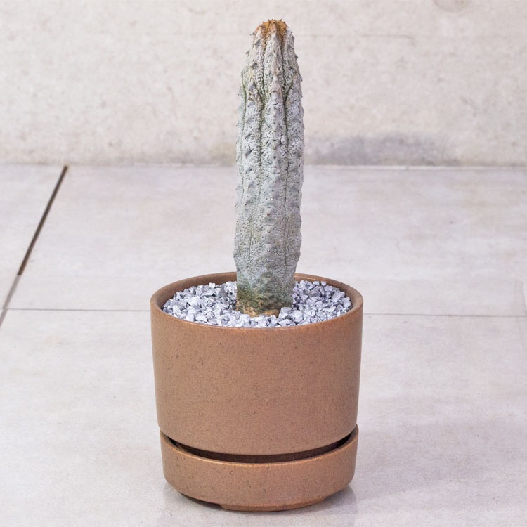 植木鉢 軽量大型 ルーブル ヴィーブ（キューブ） ブリティッシュ