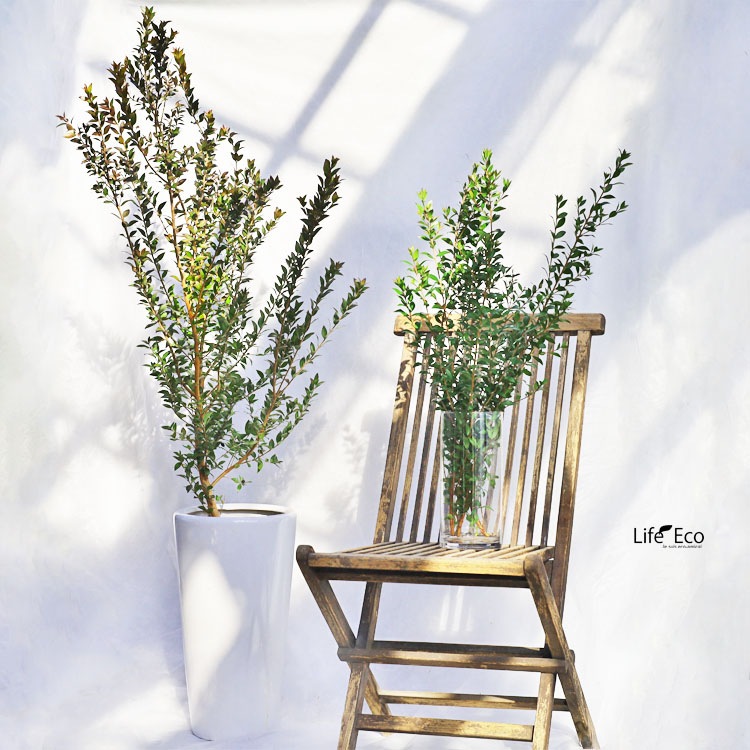 切り枝（枝物）ギンバイカ（銀梅花・銀香梅・マートル）約150cm【送料F】